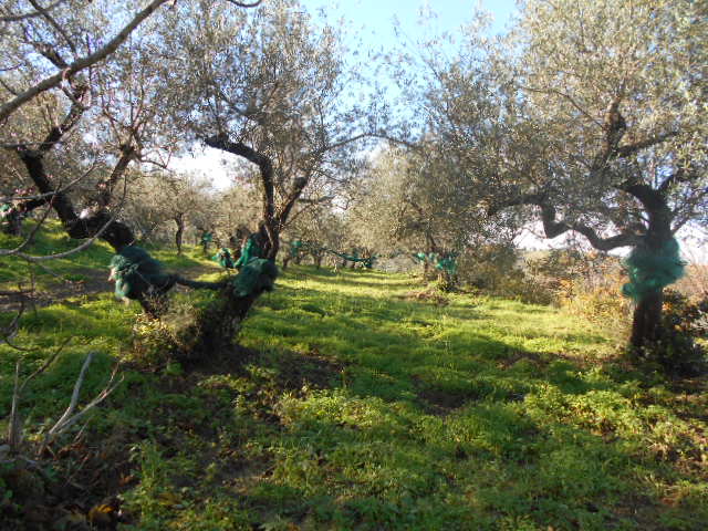 Perdifumo Loc. Vatolla – terreno agricolo con uliveto e deposito agricolo