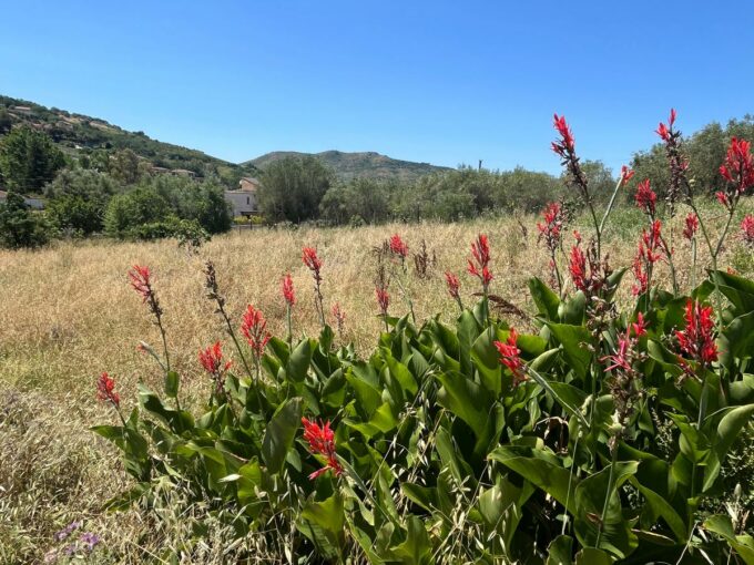 Agropoli, Frascinelle – terreno agricolo di circa 2.000 mq