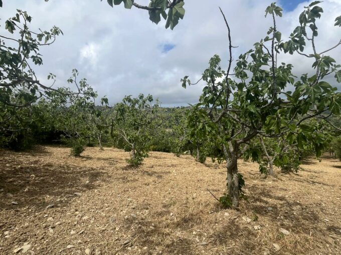 Vatolla- Perdifumo-terreno con piante di fichi e  accesso su strada comunale