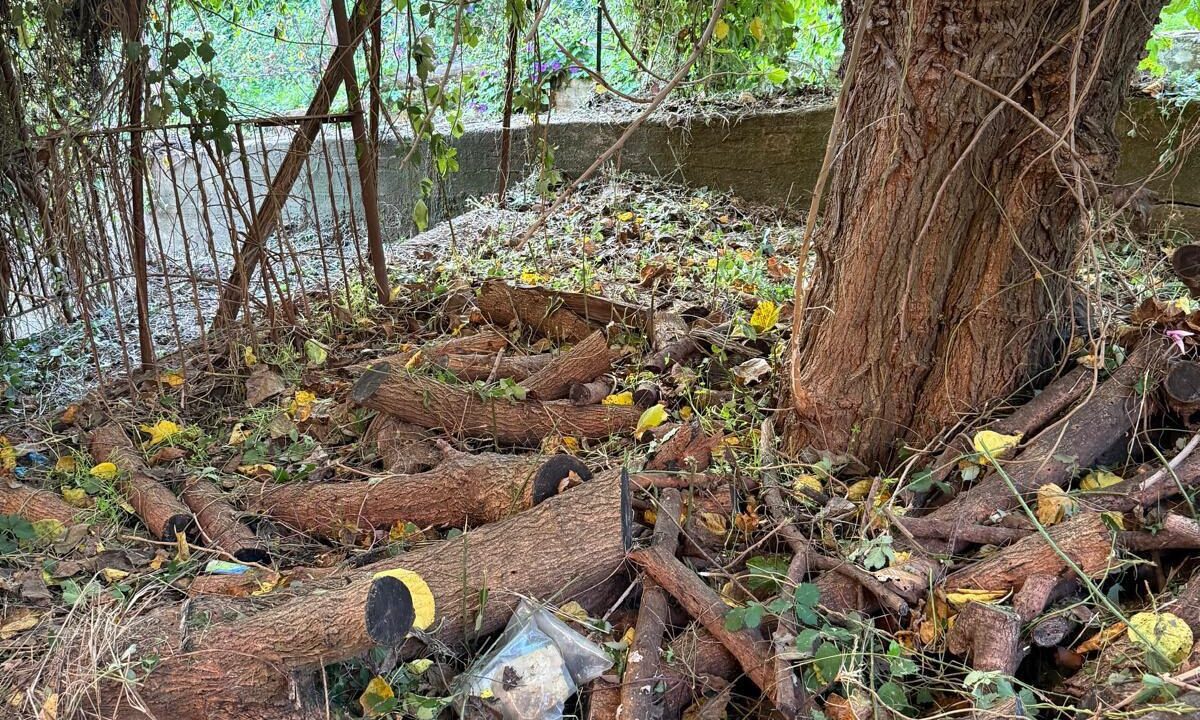 WhatsApp Image 2026-03-04 at 11.46.04