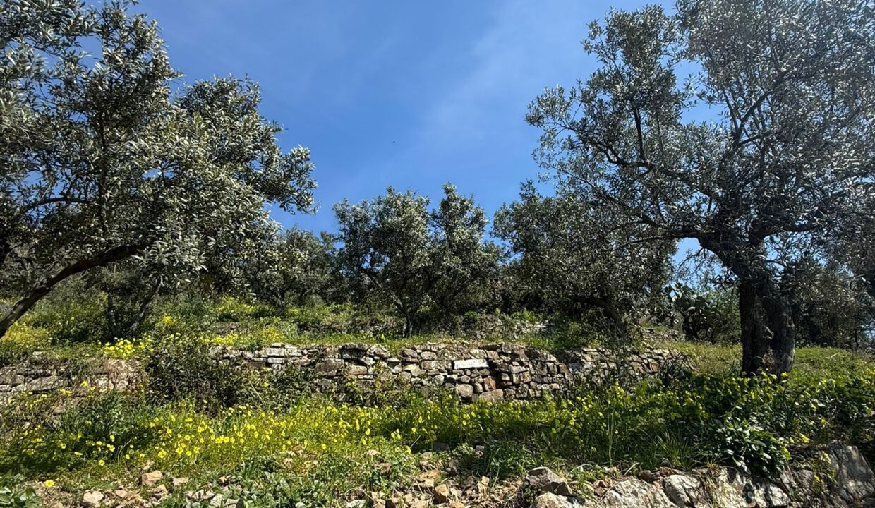 WhatsApp Image 2026-03-25 at 12.23.50